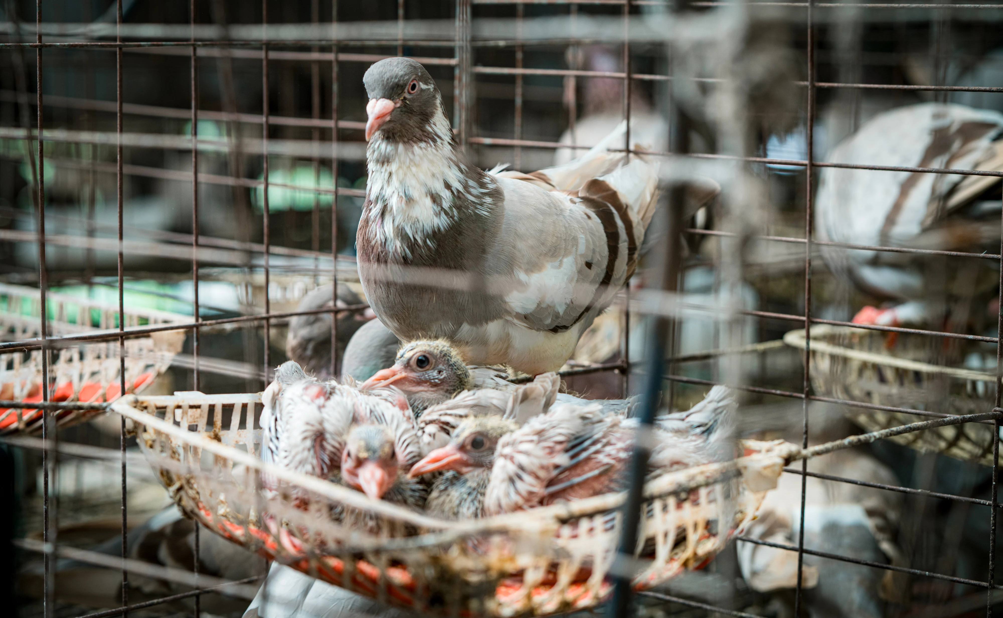 Raising French Pigeons with Herbal Feed: An Innovative Path to Higher Farm Incomes