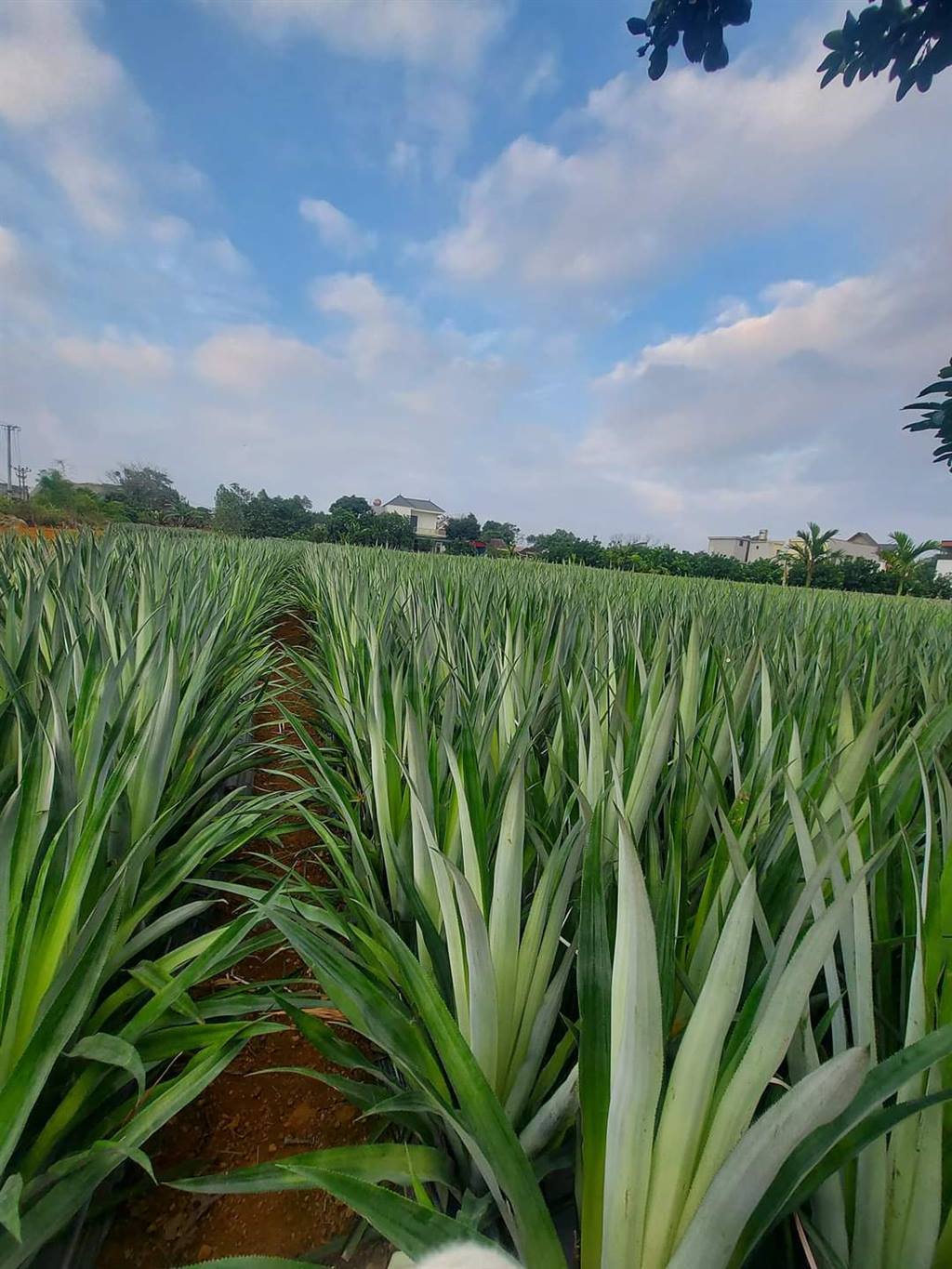 Innovating the technical method for planting Queen pineapple in Ninh Binh province 