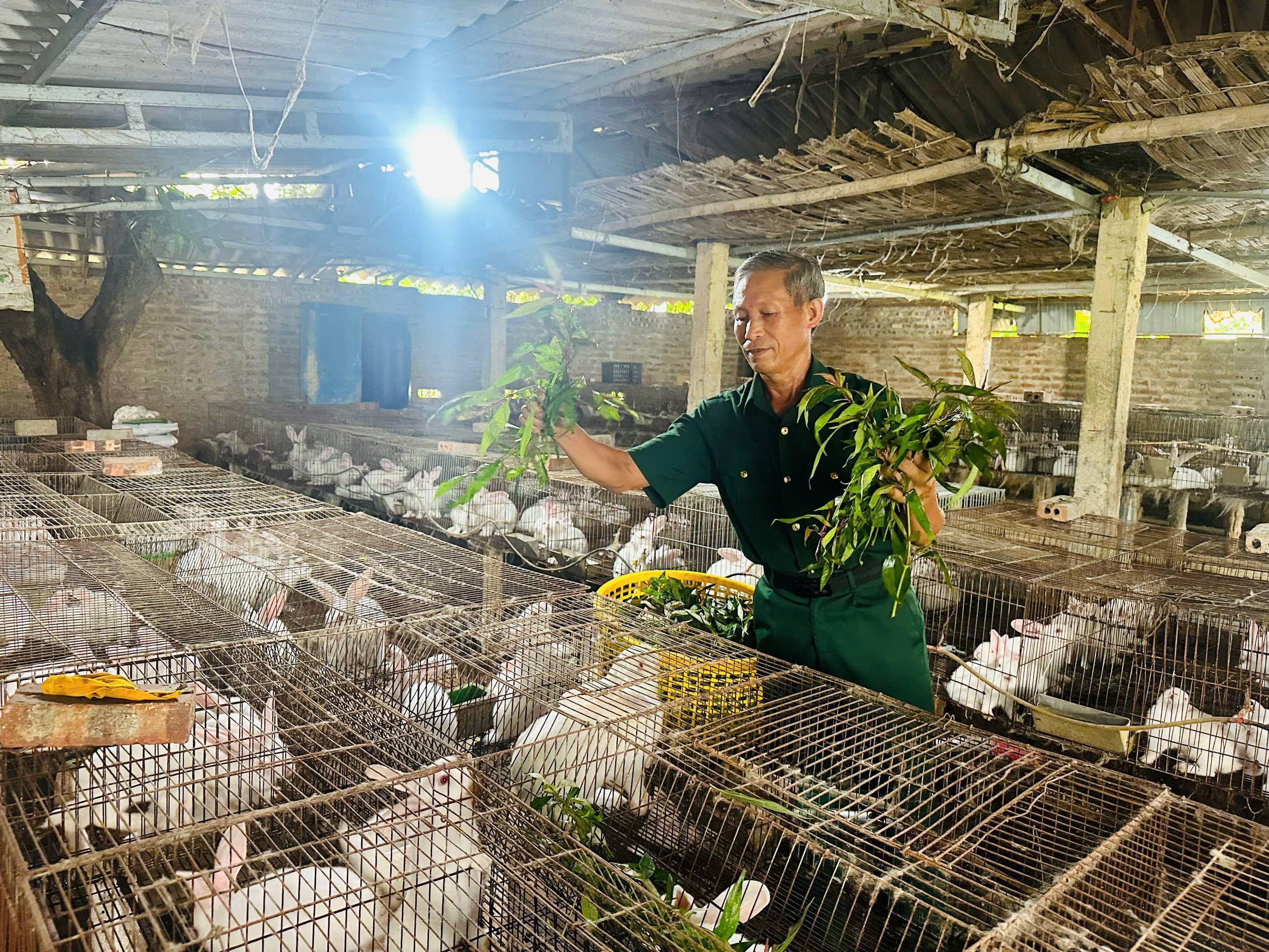 A successful rabbit and blotched snakehead fish farming model brings prosperity