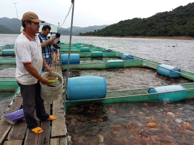 Bình Định: Hiệu quả từ dự án nuôi cá lồng bè 