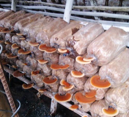 Vốn Quỹ HTND giúp nông dân phát triển các mô hình kinh tế hiệu quả