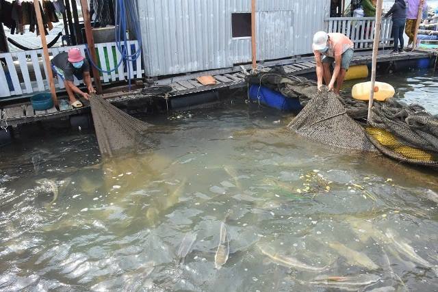 Quỹ HTND thành phố Hồ Chí Minh thúc đẩy phát triển nông nghiệp đô thị
