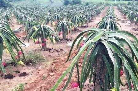 Bình Thuận: Phát triển các mô hình liên kết sản xuất hiệu quả nhờ vốn Quỹ