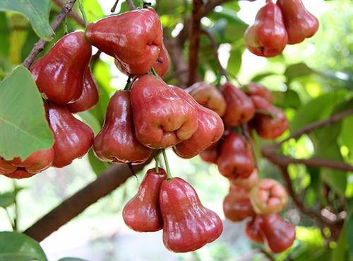 Bình Định: Nguồn vốn Quỹ HTND giúp hội viên thoát nghèo
