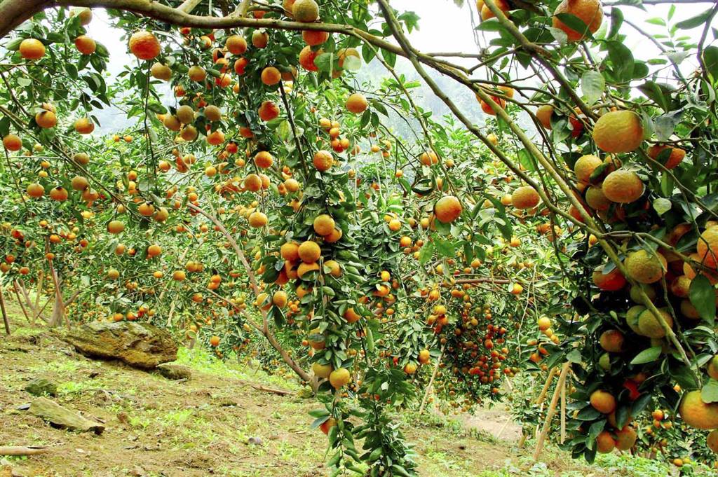 Hà Giang: Đa dạng các kênh hỗ trợ vốn cho nông dân