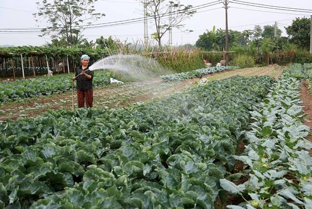 Vĩnh Phúc: Phát huy hiệu quả nguồn vốn Quỹ HTND trong xây dựng và phát triển các mô hình phát triển kinh tế